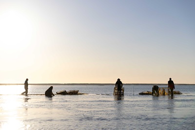 Deluxbury Sea Farm workers checking for oysters in Duxbury Bay.