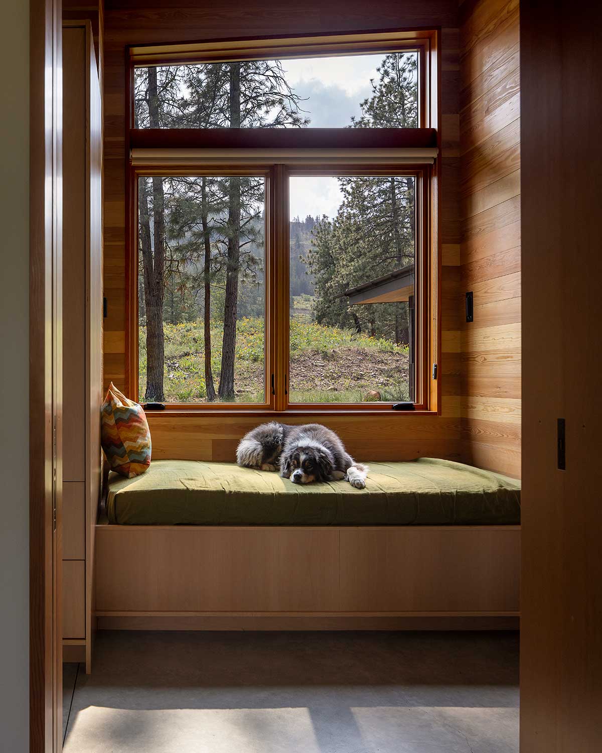 A gray and white dog laying on a window seat beneath a Marvin Ultimate Polygonal Specialty Shape window in a mid-century modern home.