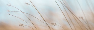 Close up of wheat field with blue sky in the background