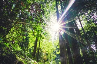 Sunshine Through Trees